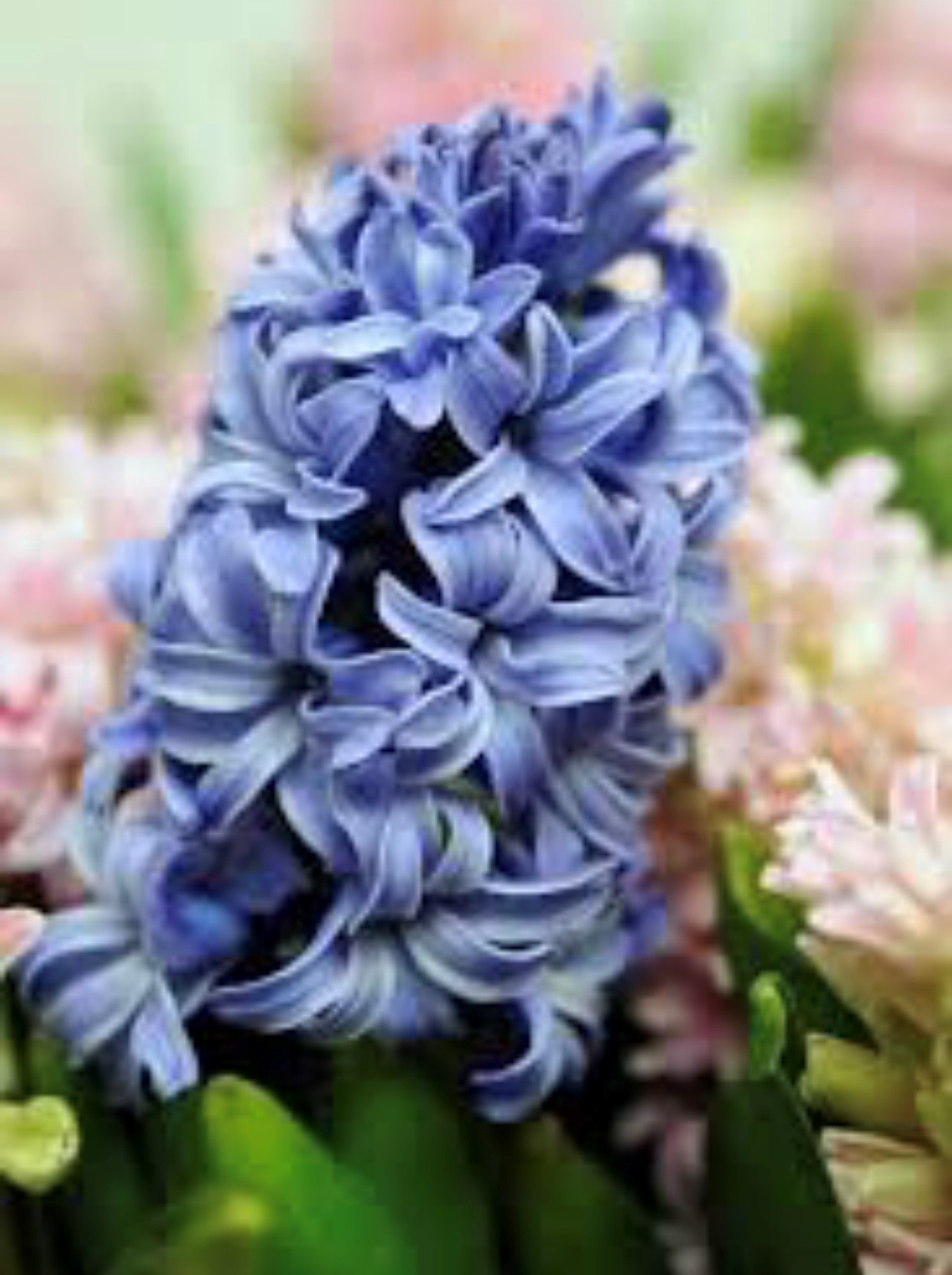 Hyacinths in glass buy online or call 01892 783407